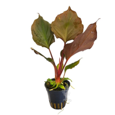 Homalomena humilis