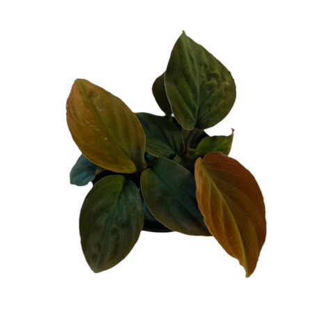 Homalomena humilis