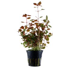 Ludwigia palustris 'Red'