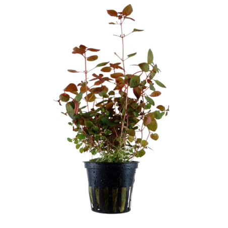 Ludwigia palustris 'Red'