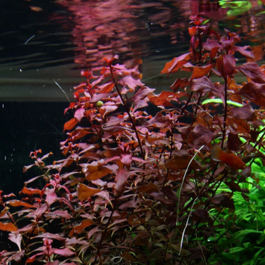 Ludwigia palustris 'Red'