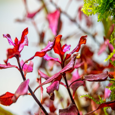 Ludwigia palustris 'Red'