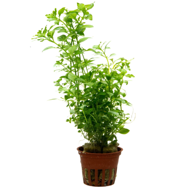 Ludwigia palustris 'Green'