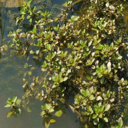 Ludwigia palustris 'Green'