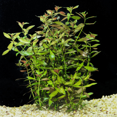 Ludwigia palustris 'Green'