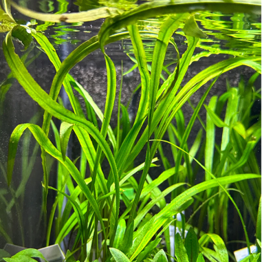 Cryptocoryne spiralis