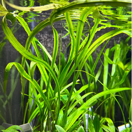 Cryptocoryne spiralis