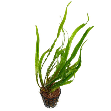 Cryptocoryne spiralis