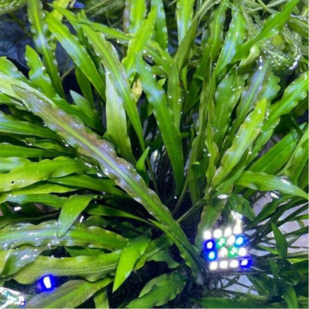 Cryptocoryne spiralis