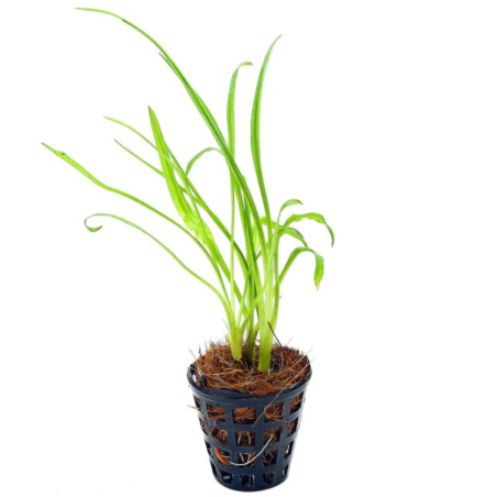 Cryptocoryne retrospiralis