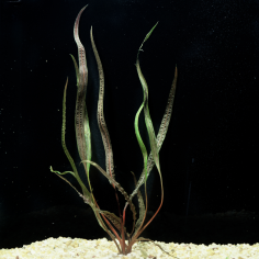 Cryptocoryne retrospiralis 2