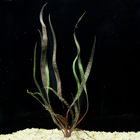 Cryptocoryne retrospiralis