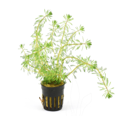 Myriophyllum Matogrossense