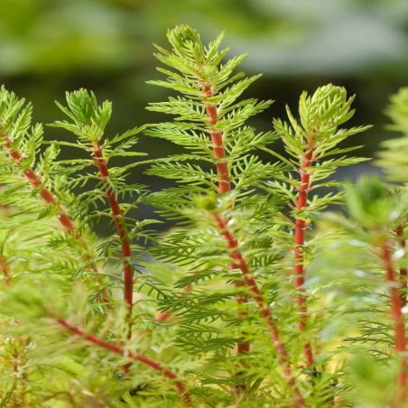 Myriophyllum Matogrossense