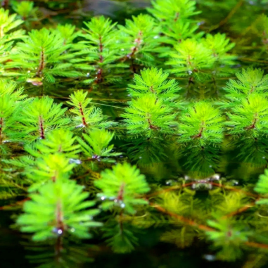 Myriophyllum Matogrossense