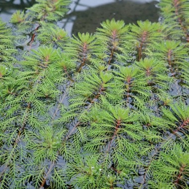 Myriophyllum Matogrossense