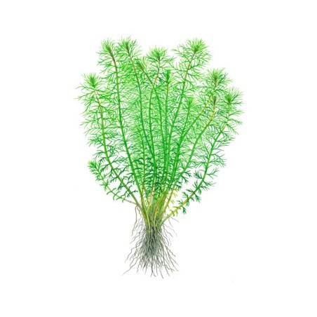 Myriophyllum 'Guyana'