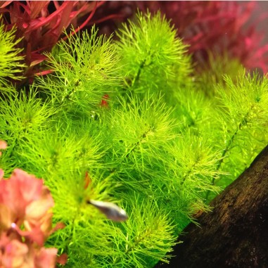 Myriophyllum 'Guyana'
