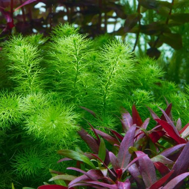 Myriophyllum 'Guyana'
