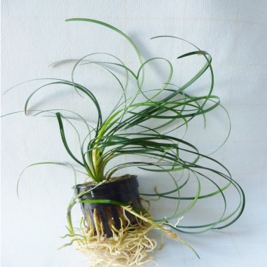 Ophiopogon Japonicus