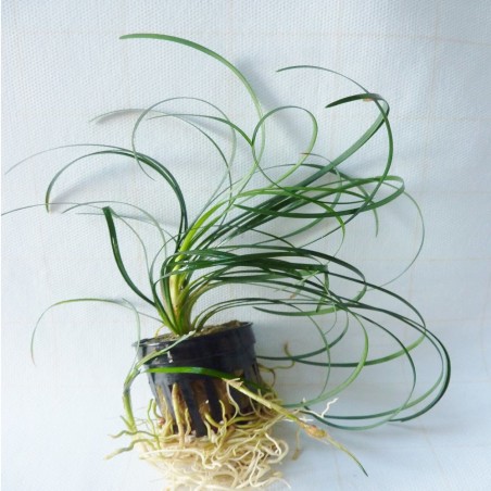 Ophiopogon Japonicus