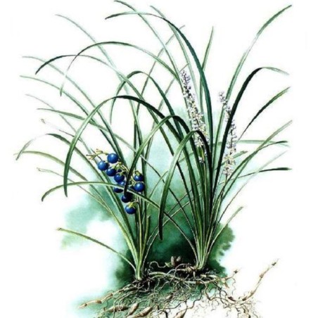 Ophiopogon Japonicus