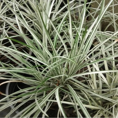 Ophiopogon japonicus Variegata