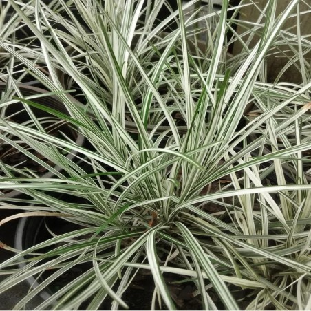 Ophiopogon japonicus Variegata