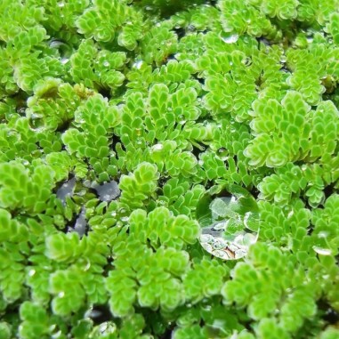 Azolla Caroliniana