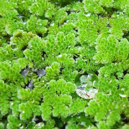 Azolla Caroliniana