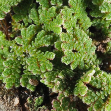 Azolla Caroliniana