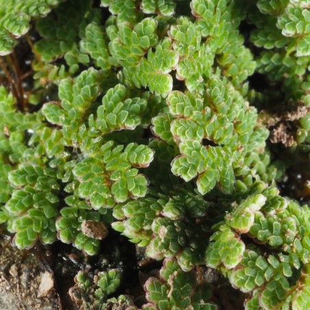 Azolla Caroliniana
