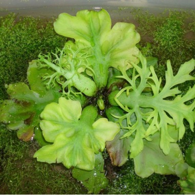 Ceratopteris pteridoides
