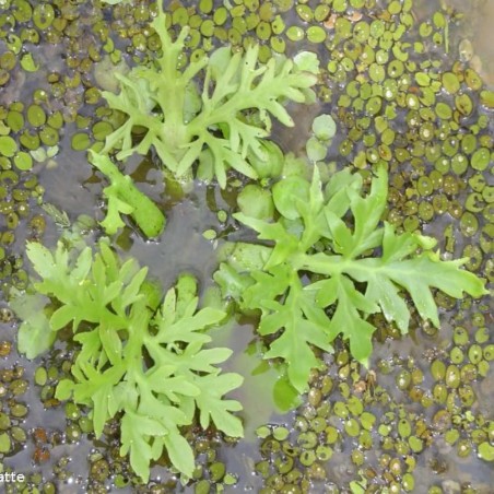 Ceratopteris pteridoides