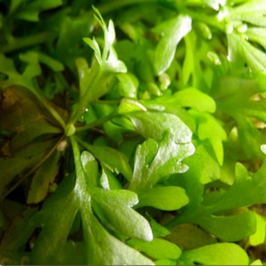 Ceratopteris pteridoides