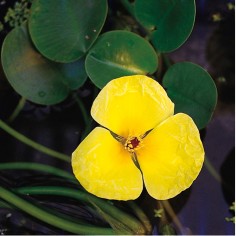 Hydrocleys nymphoides (Papavero d'acqua)