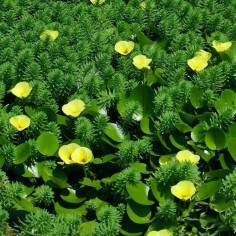 Hydrocleys nymphoides (Papavero d'acqua) 2