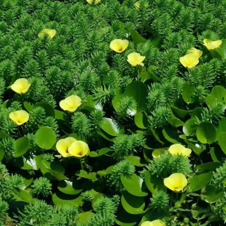 Hydrocleys Nymphoides
