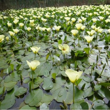Hydrocleys Nymphoides