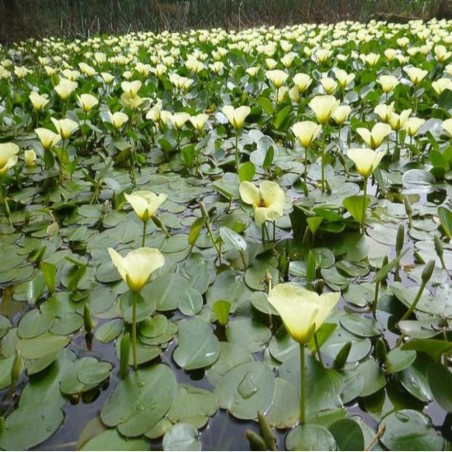 Hydrocleys Nymphoides