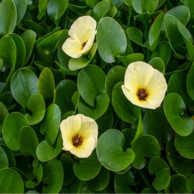 Hydrocleys Nymphoides