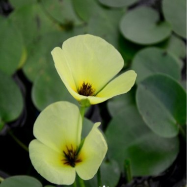 Hydrocleys Nymphoides