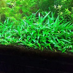 Cryptocoryne Parva in vitro 2