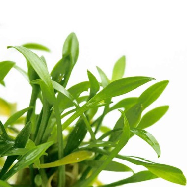 Cryptocoryne parva in vitro