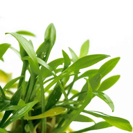 Cryptocoryne parva in vitro
