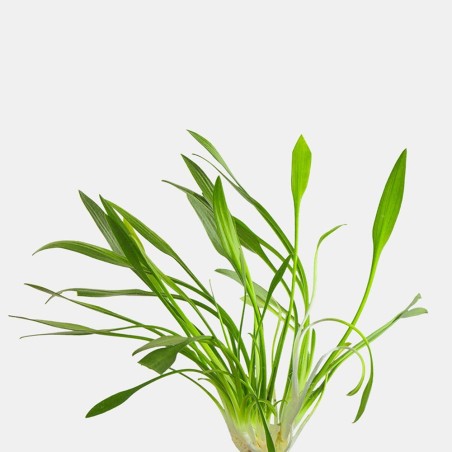 Cryptocoryne parva in vitro