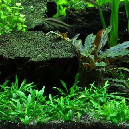 Cryptocoryne parva in vitro