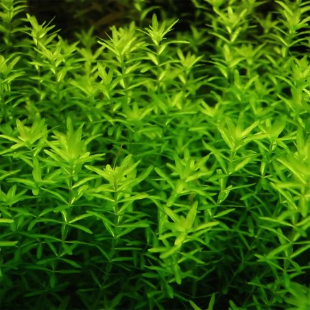 Micranthemum Micranthemoides (Glomeratum)