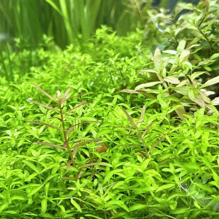 Micranthemum Micranthemoides (Glomeratum)