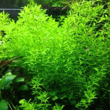 Micranthemum Micranthemoides (Glomeratum)